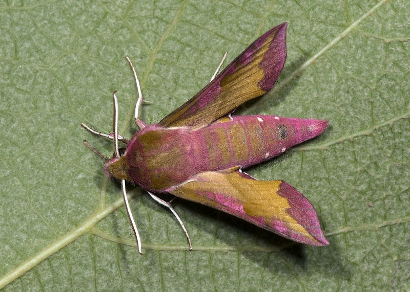 Deilephila porcellus - Sphingidae